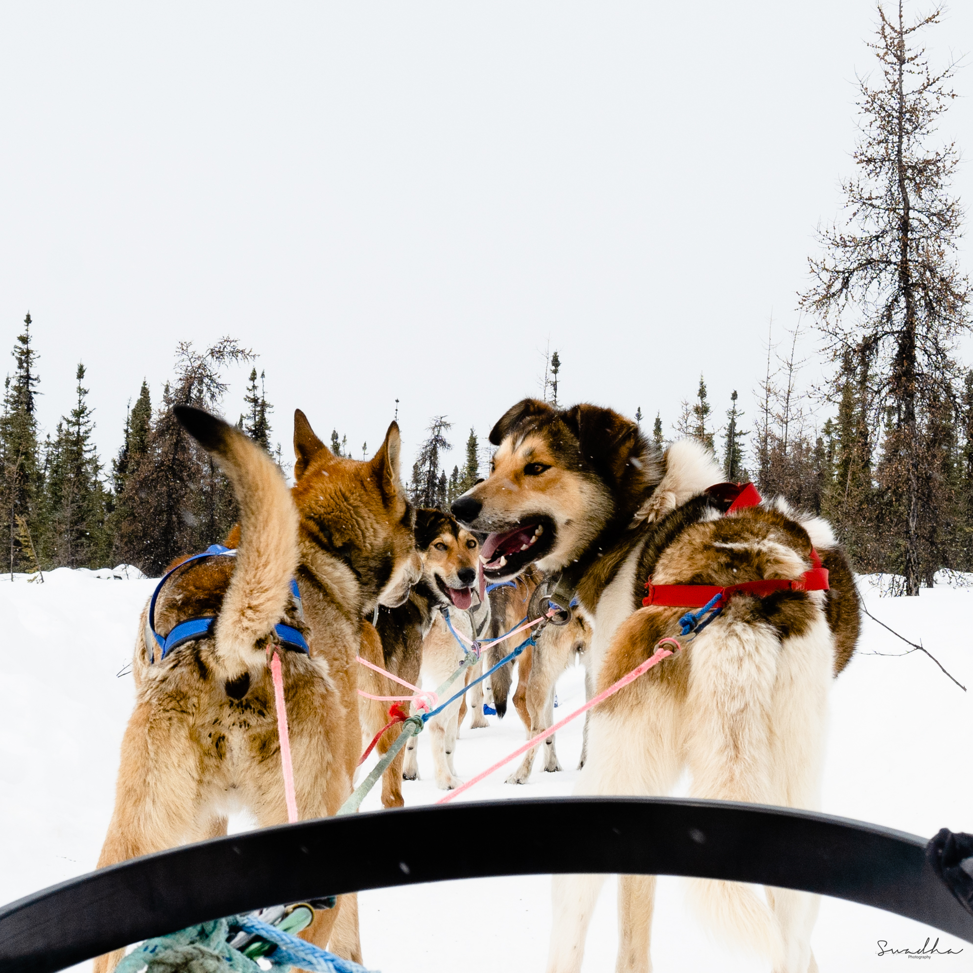 Close-up of excited sled dogs in harness looking back at the camera in a snowy Alaskan forest